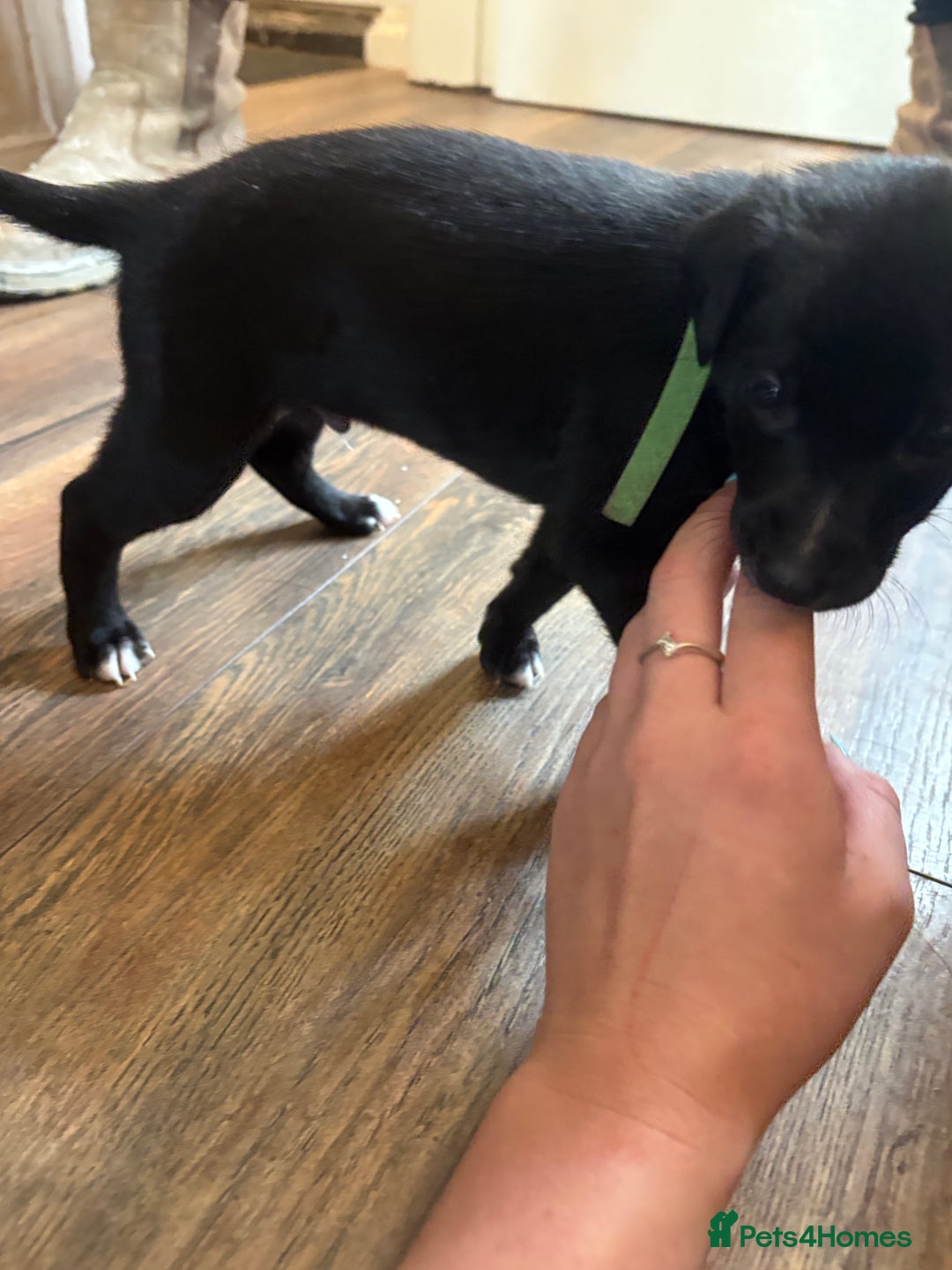 Mixed Breed dogs for sale: Beautiful whippet cross labrador(collie) puppies  - Image 11
