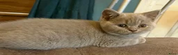 British Shorthair cats for sale: Beautiful BSH Kittens available early October - Advert 14