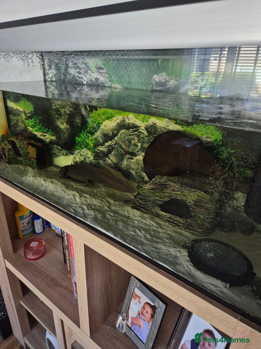 Axolotl reptiles for sale: Adult Axolotl free to good home - Image 4