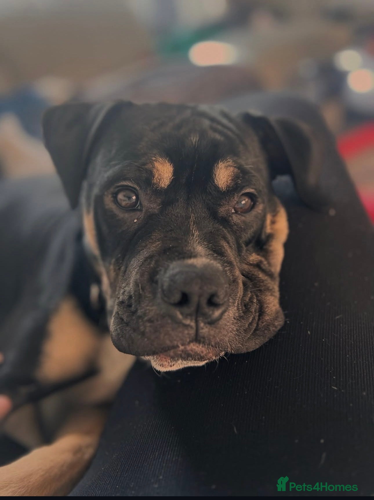 Mixed Breed dogs Bronson /olde Tyme bulldog/ staffy  - Advert 7