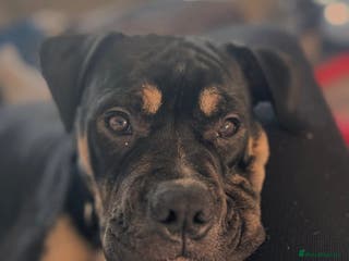 Mixed Breed dogs Bronson /olde Tyme bulldog/ staffy - Advert 7