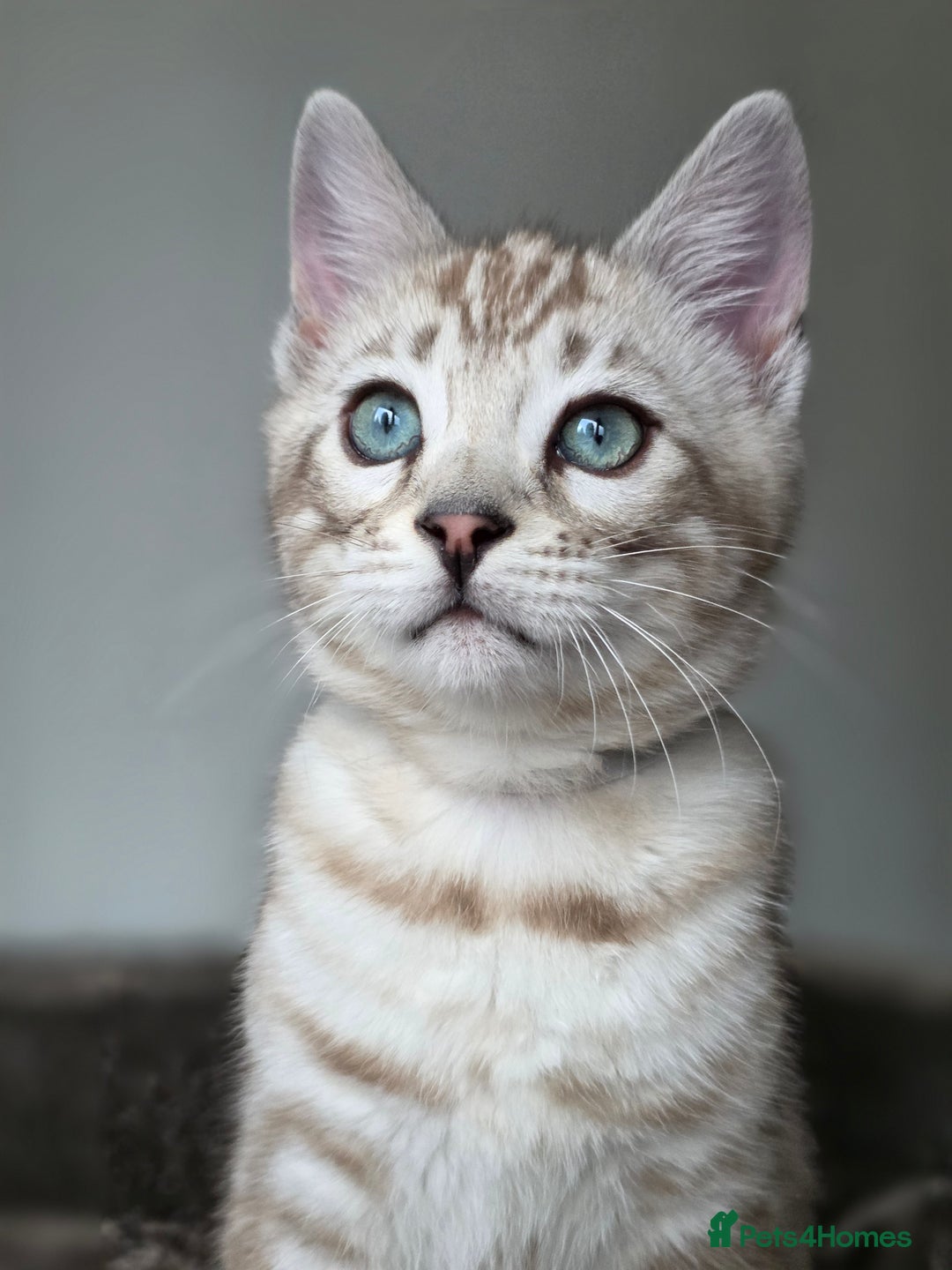 Bengal cats for sale: ❄️ Gorgeous Snow and Charcoal Bengals ❄️  - Advert 29