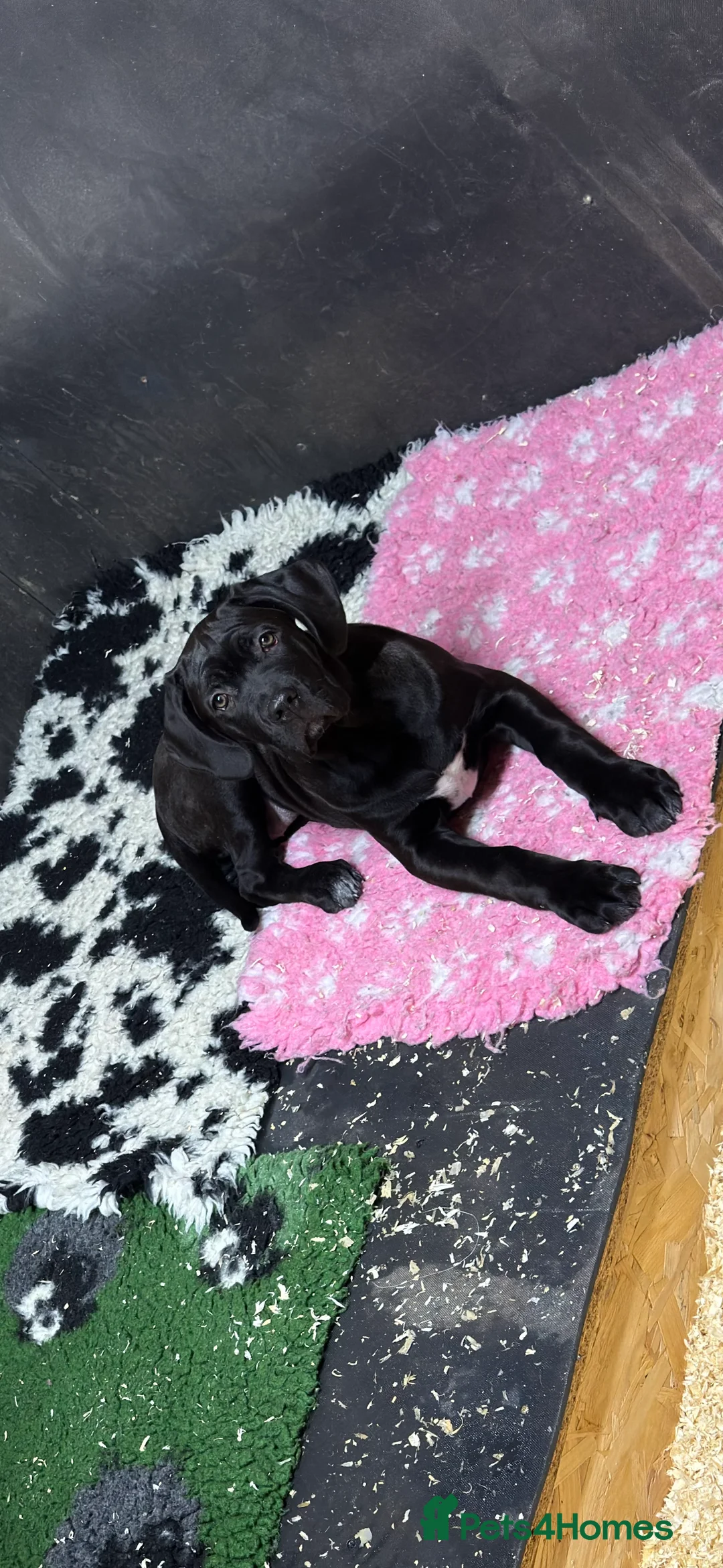 Cane Corso dogs for sale: OUTSTANDING WORKING & SHOW FEMALE PUPPIES - Advert 1