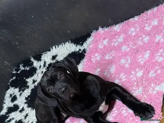 Cane Corso dogs OUTSTANDING WORKING & SHOW FEMALE PUPPIES - Advert 6