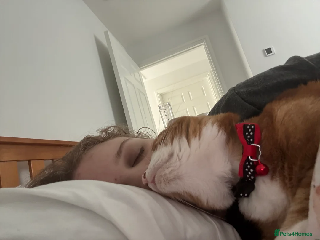 Mixed Breed cats for sale: Marla cat she’s 3 not 2 I can’t change  - Advert 20