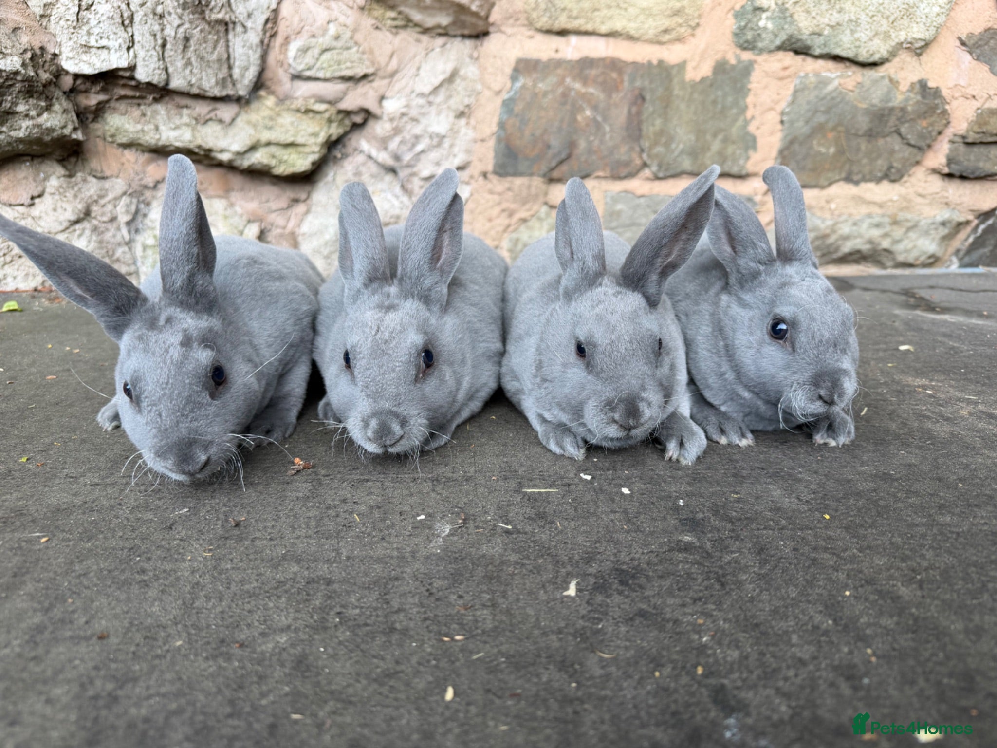 Rex rabbits Beautiful Baby  Blue mini Rex Rabbits  - Advert 6