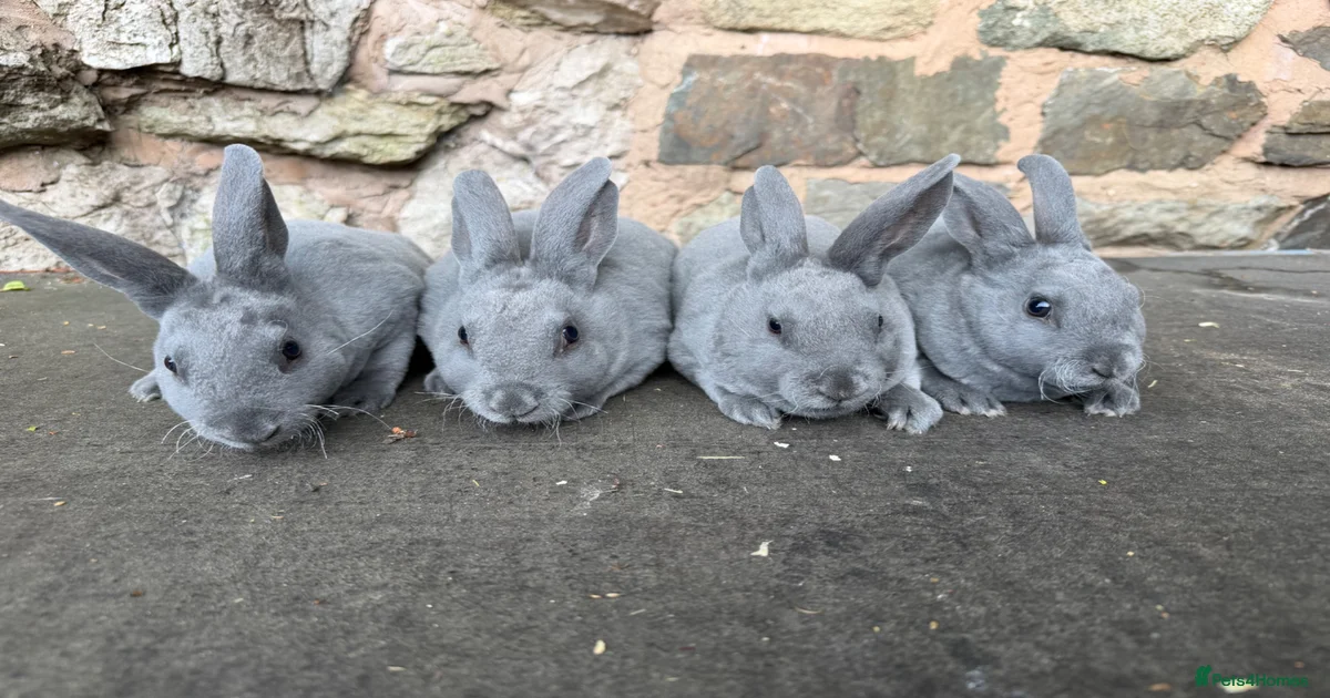 Rabbits for sale | Pets4Homes