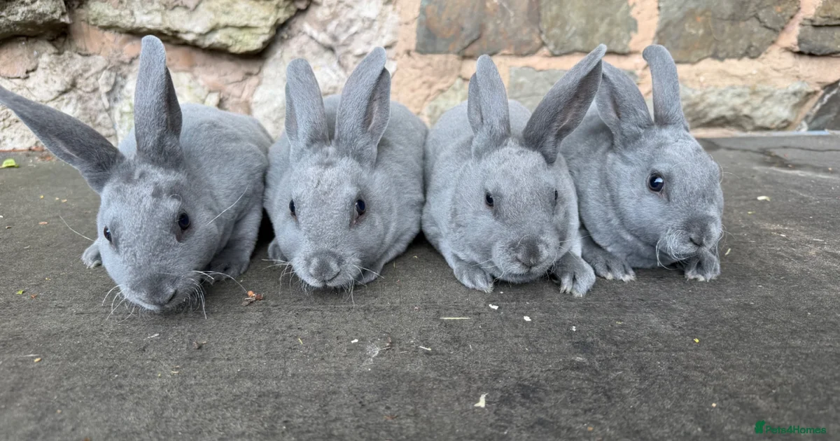 Rabbits for sale | Pets4Homes