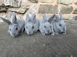 Rex rabbits Beautiful Baby Blue mini Rex Rabbits - Advert 6