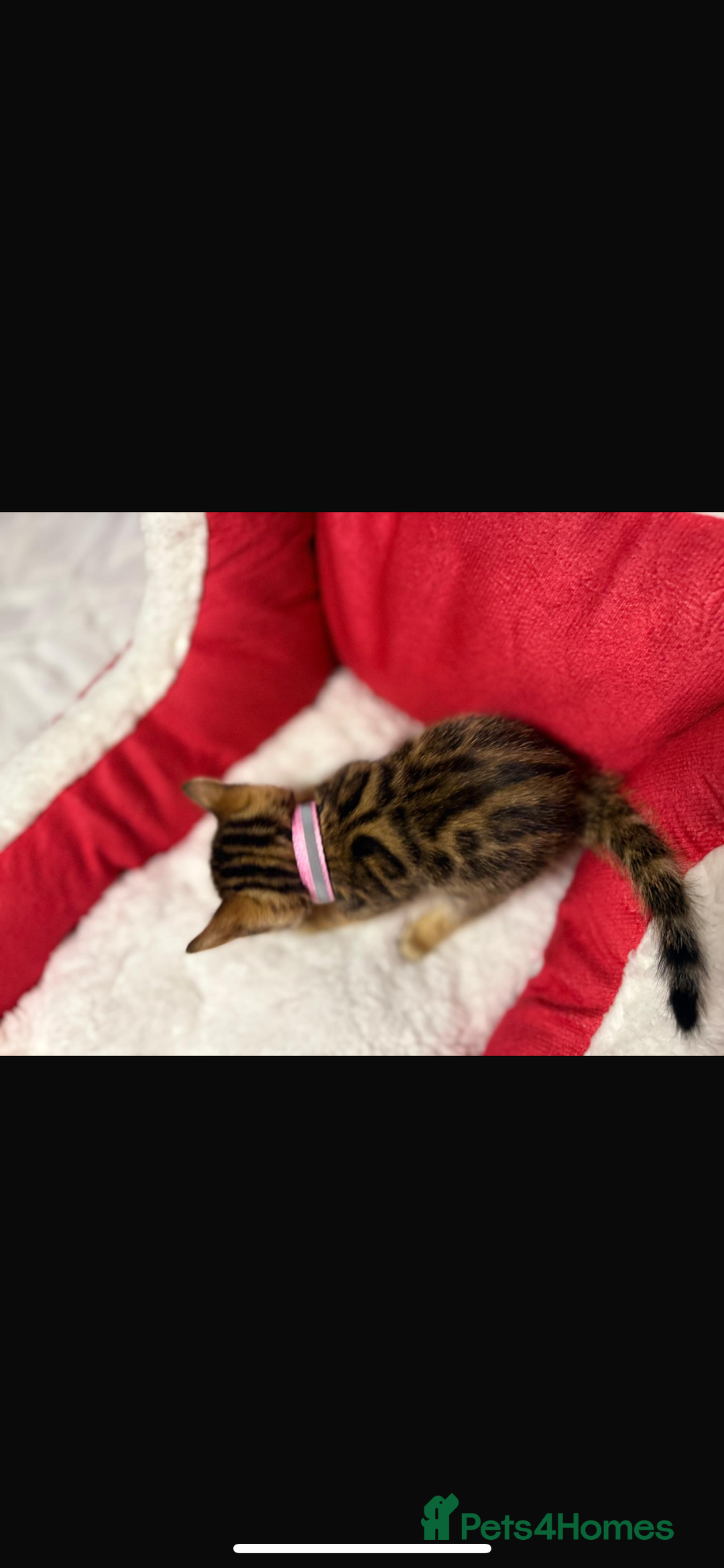 Bengal cats for sale: 🐆Bella's Bengals🐆 - Advert 19