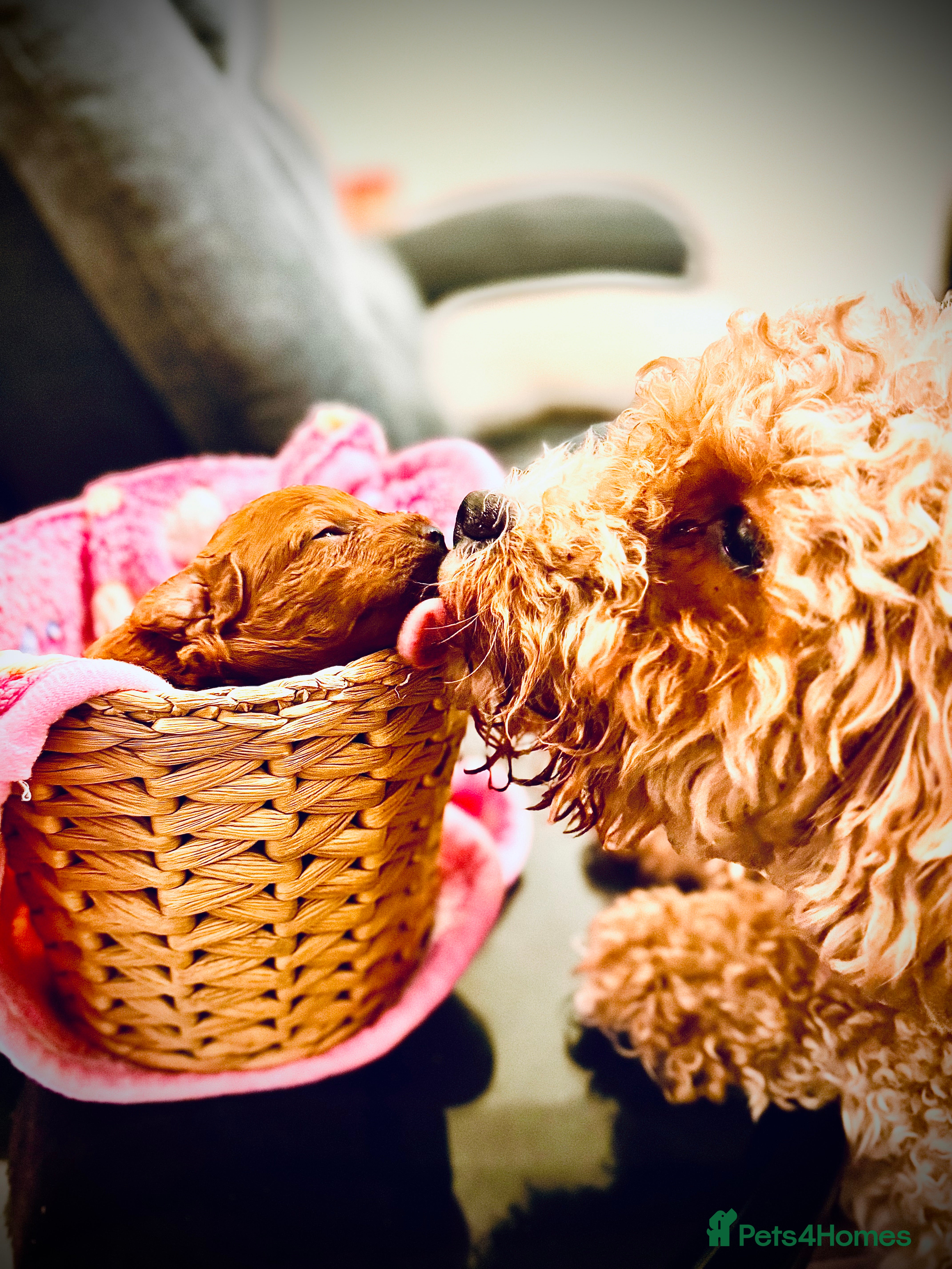 Cavapoo dogs Tiny cavapoo F1BB - ESA certified - Advert 2