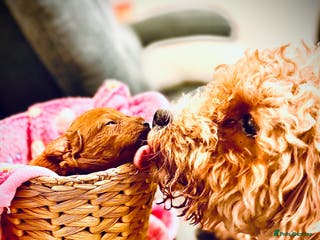 Cavapoo dogs Tiny cavapoo F1BB - ESA certified - Advert 2