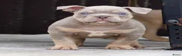 American Bully dogs for sale: American bully’s for sale  - Advert 6