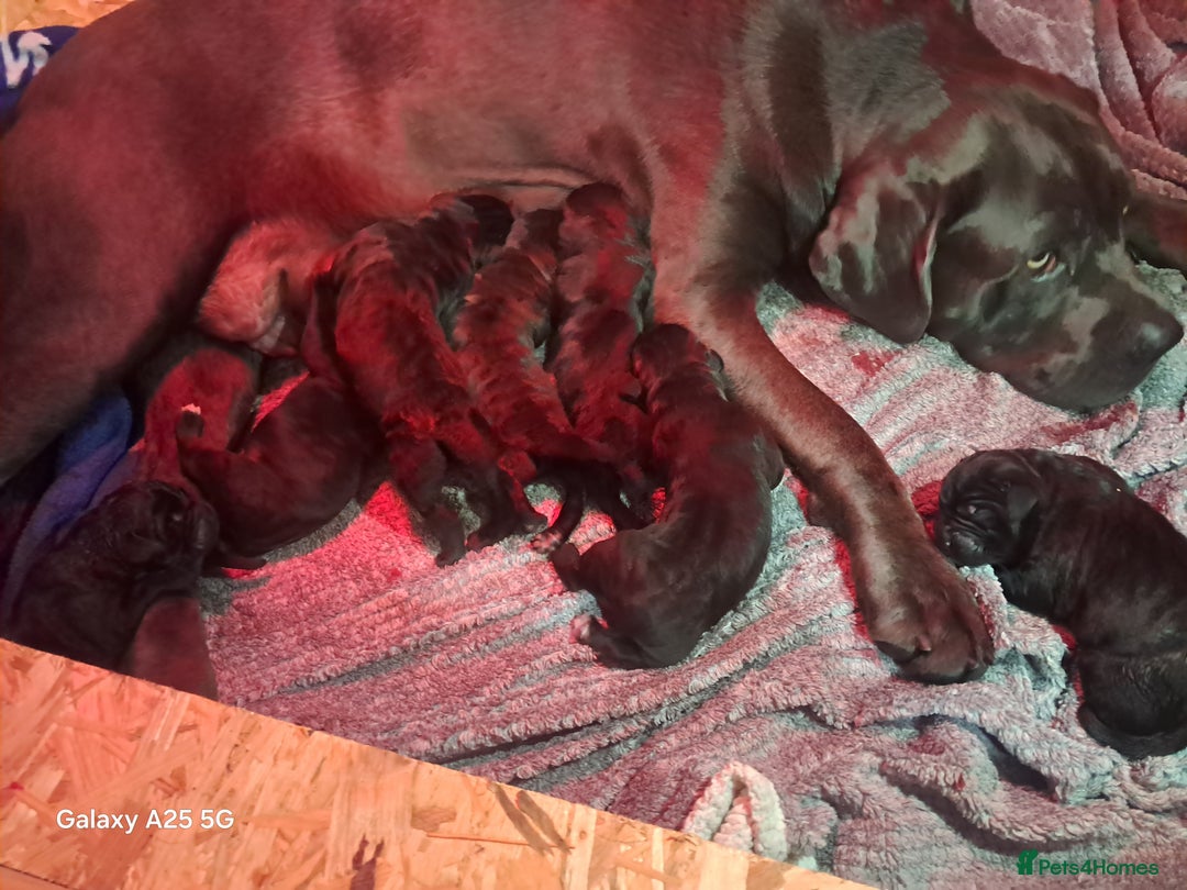 Cane Corso dogs for sale: Cane corso puppes - Advert 9