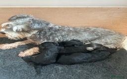 Miniature Schnauzer dogs for sale: Beautiful miniature schnauzer puppies - Image 5