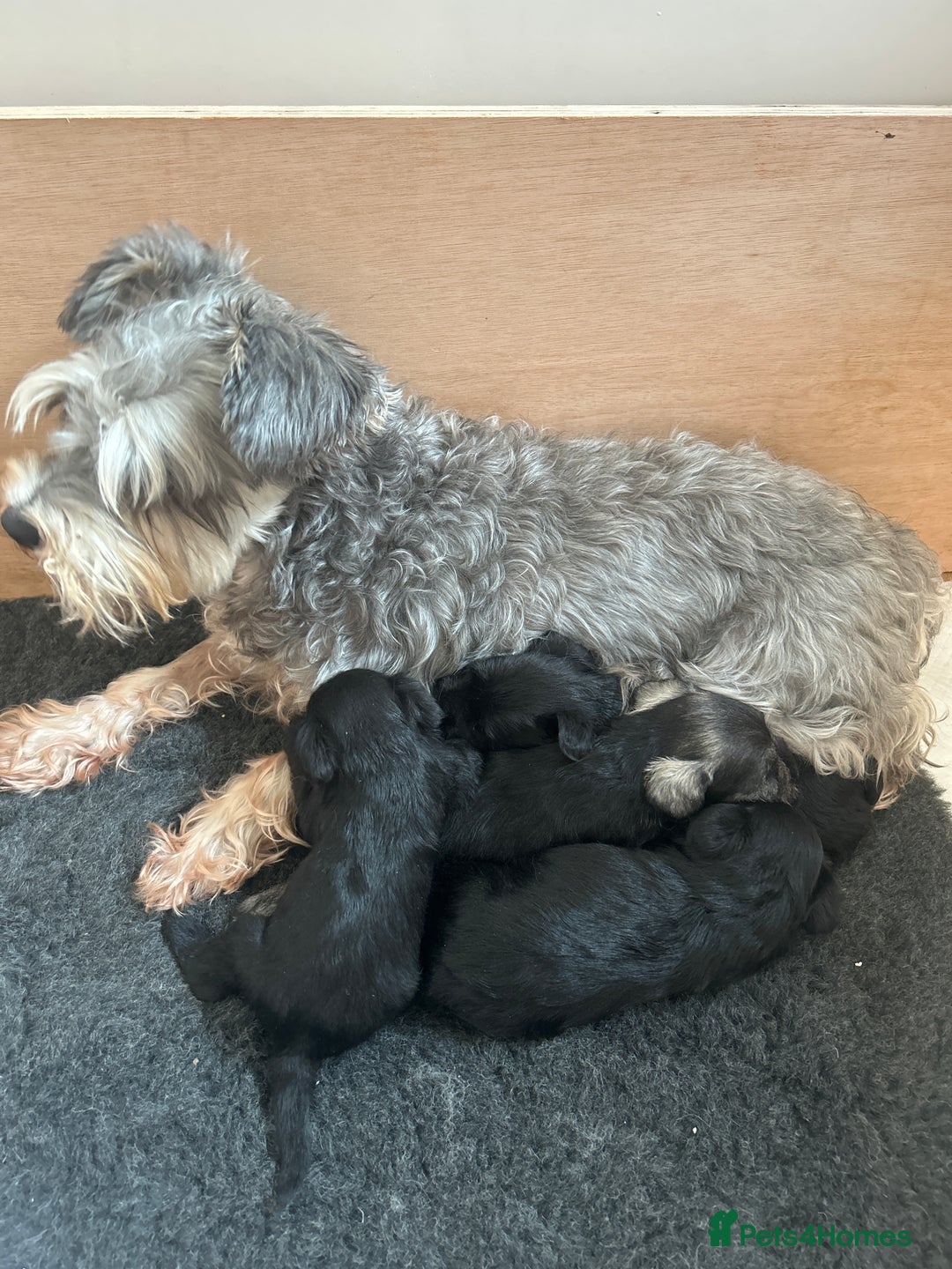 Miniature Schnauzer dogs for sale: Beautiful miniature schnauzer puppies - Image 5