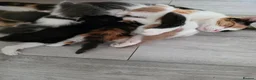 Mixed Breed cats for sale: Adorable Mixed Kittens Ready for Loving Homes - Advert 29