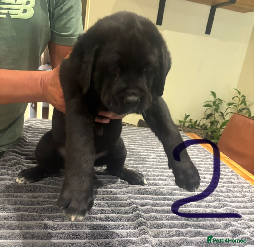Central Asian Shepherd dogs for sale: Central Asian Shepard x Rottweiler  - Image 25