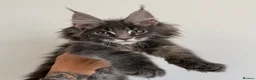 Maine Coon cats for sale: Champion line kittens 🥰 - Advert 8