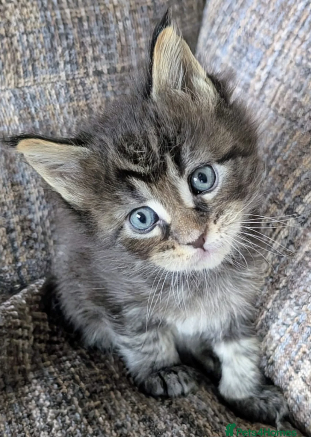 Maine Coon cats for sale: Chunky Maine Coons  - Advert 5