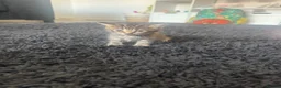 Maine Coon cats for sale: Maine coon mixed kittens  - Advert 3