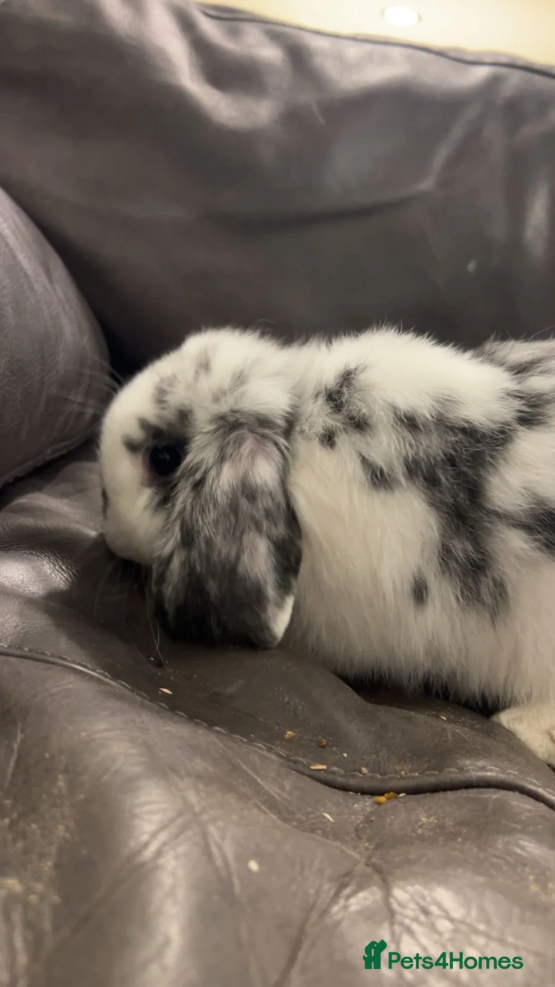 English Lop rabbits for sale: Oreo gorgeous friendly rabbit  in Bolton - Advert 1