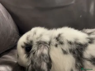 English Lop rabbits Oreo gorgeous friendly rabbit - Advert 2