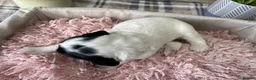 Sproodle dogs for sale: ✨ Premium Rare Sproodle Puppies – Champion Lines ✨ - Advert 27