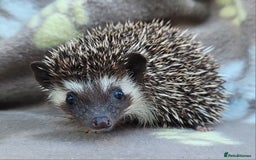 Pygmy Hedgehog rodents for sale: African Pygmy Hedgehog Hoglets  - Image 19