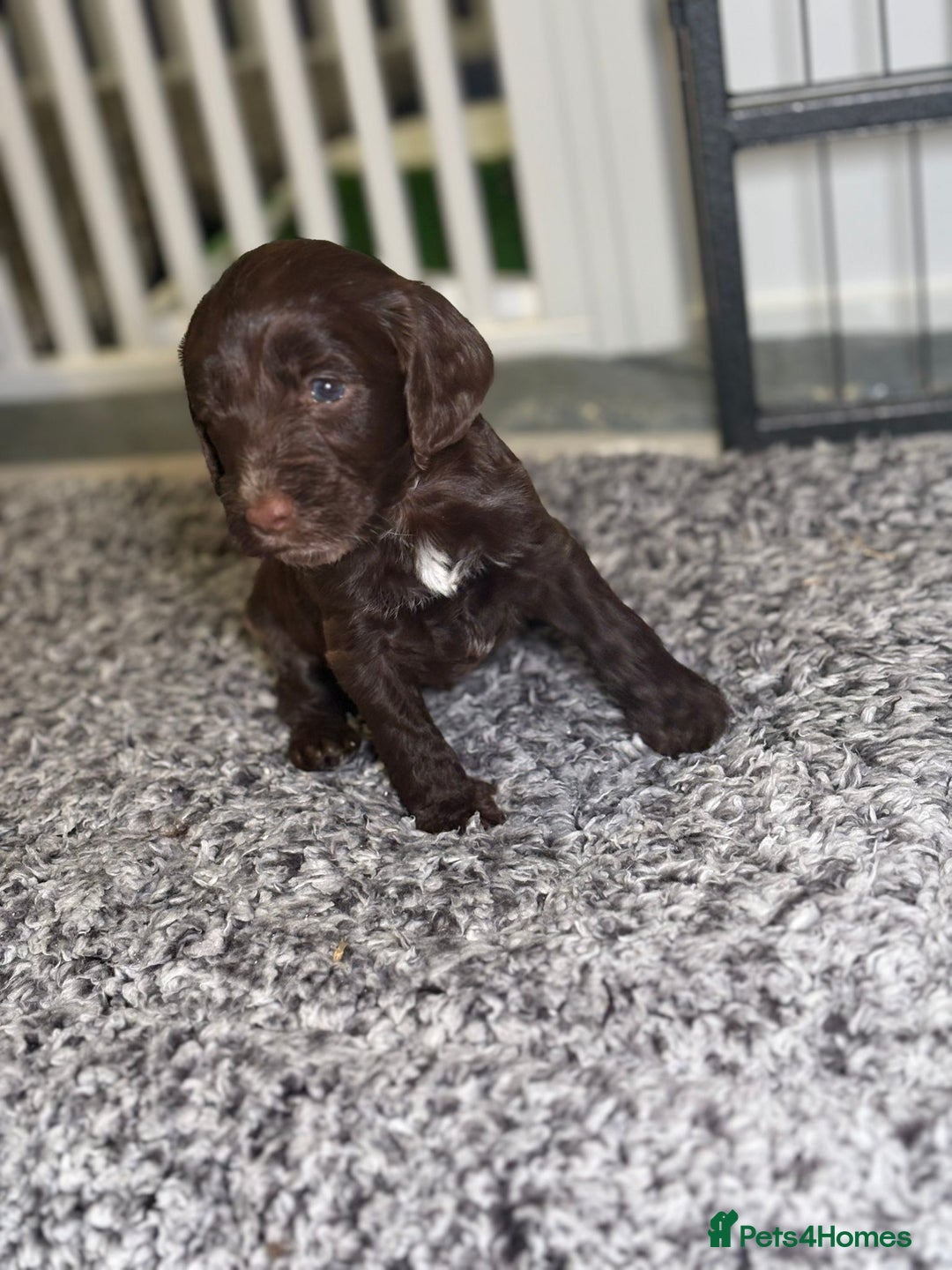 Cockapoo dogs for sale: Ready to leave Minature F1 PRA clear cockapoo pups - Image 12