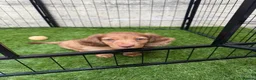 Miniature Dachshund dogs for sale: Rehoming Reggie - Advert 12