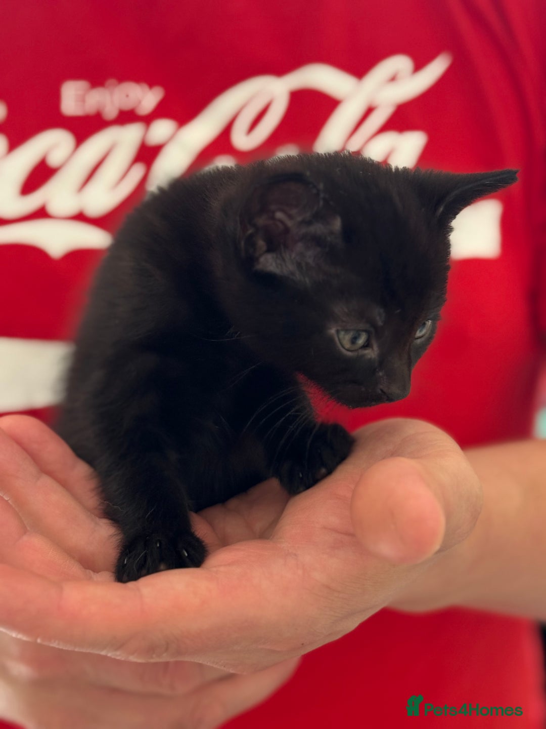 Mixed Breed cats for sale: kittens looking for new home - Image 6