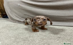 Miniature Dachshund dogs for sale: Stunning pure miniature dachshunds - Image 8