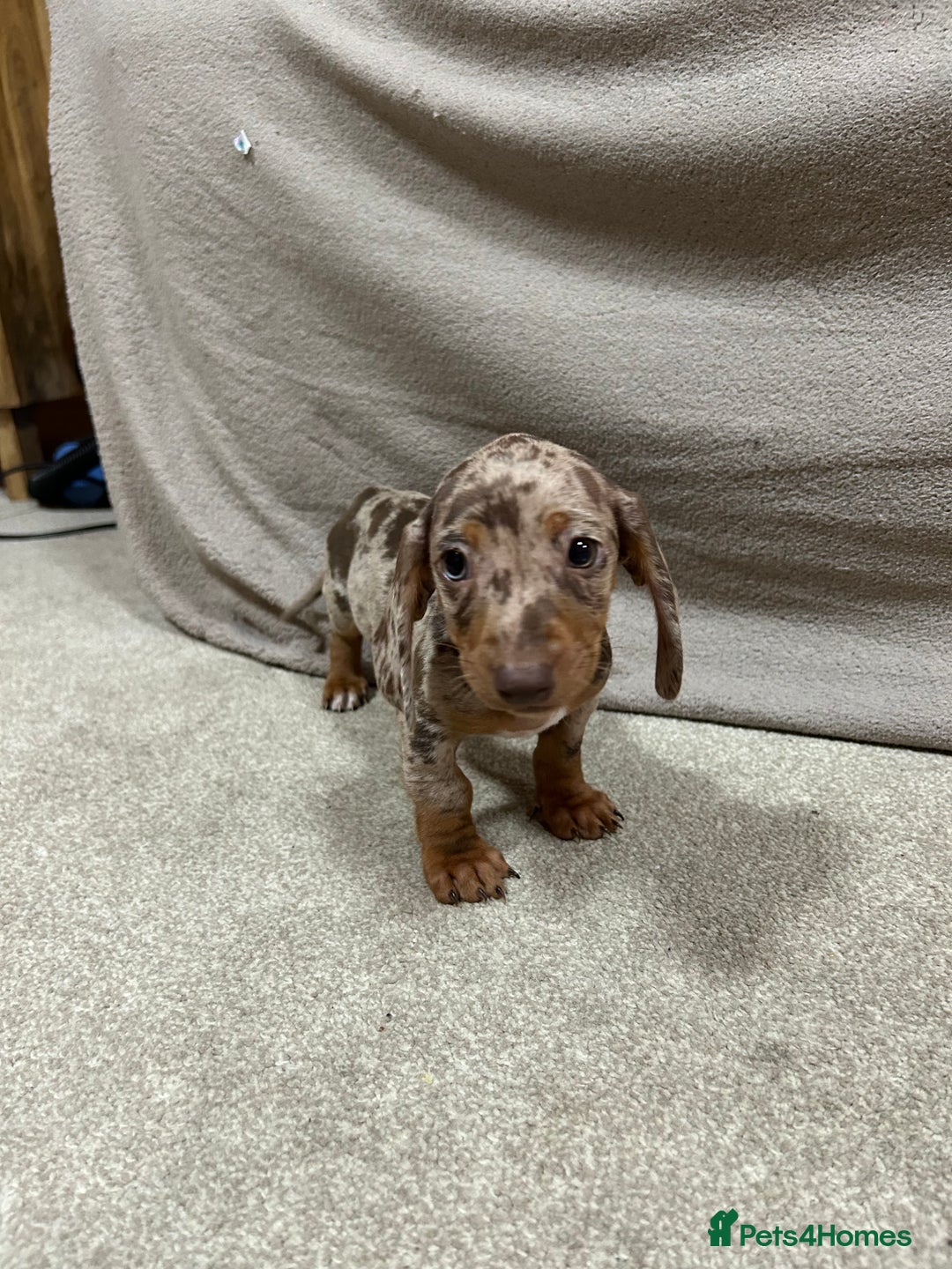 Miniature Dachshund dogs for sale: Stunning pure miniature dachshunds - Image 8