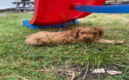 Cavapoo dogs for sale: Beautiful cavapoo puppy for sale - Image 3