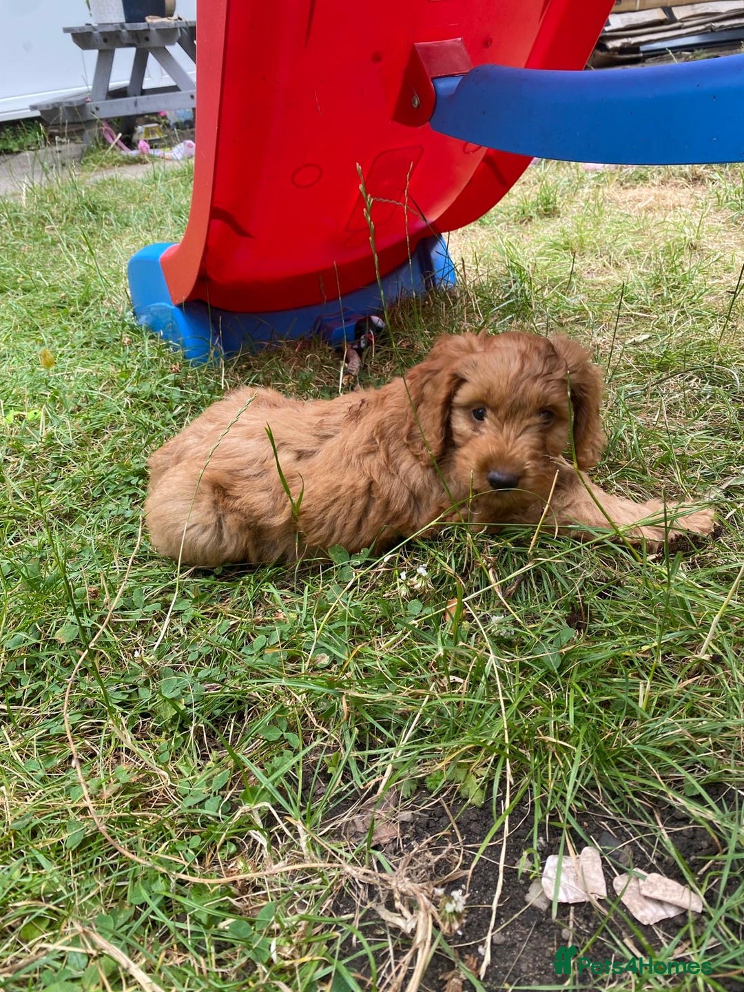 Cavapoo dogs for sale: Beautiful cavapoo puppy for sale - Image 3