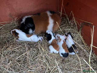 Guinea Pig rodents Four friendly guinea pig babies! - Advert 1