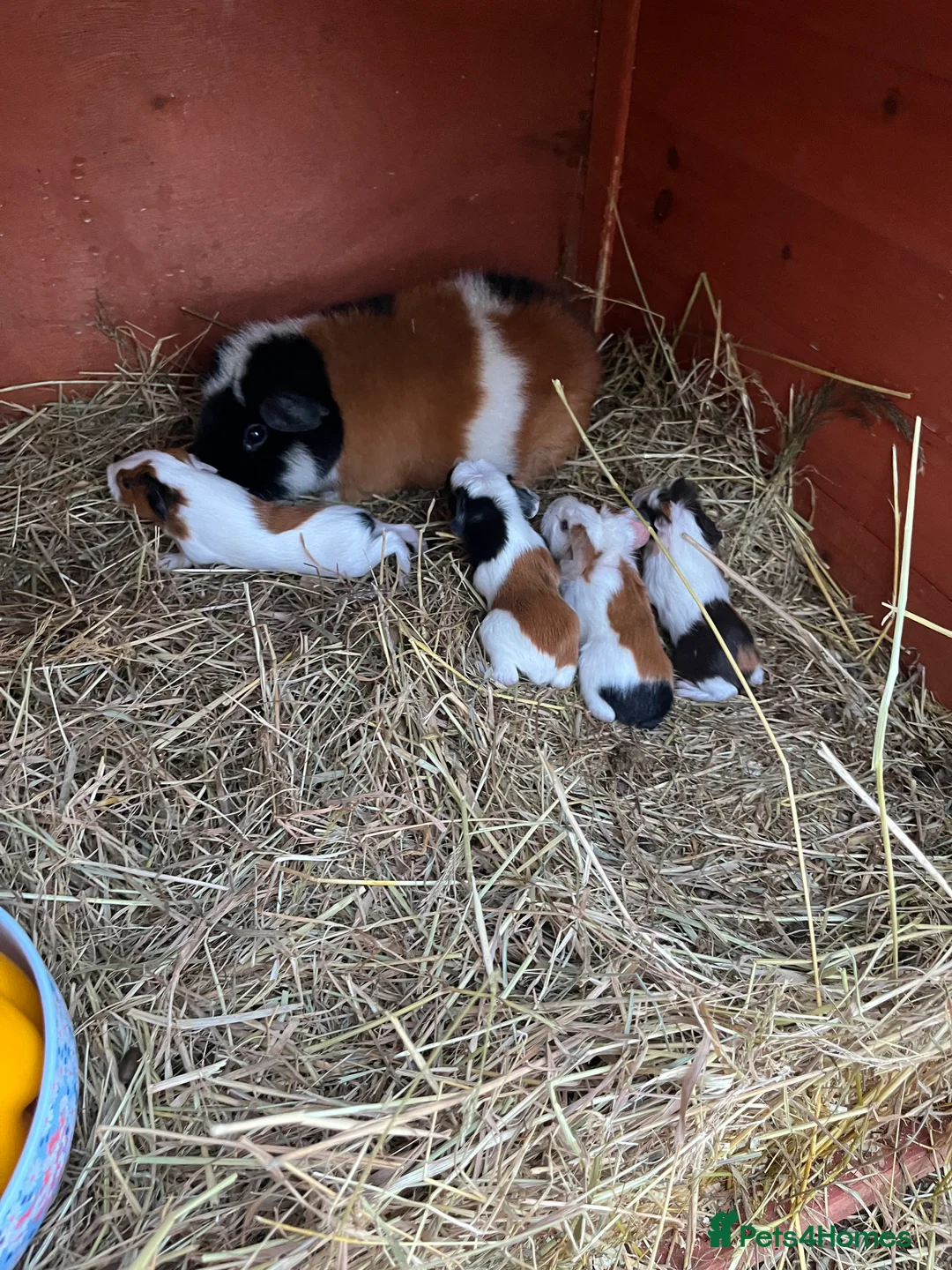 Guinea Pig rodents for sale: Two male baby guinea pigs, super friendly!  - Advert 1