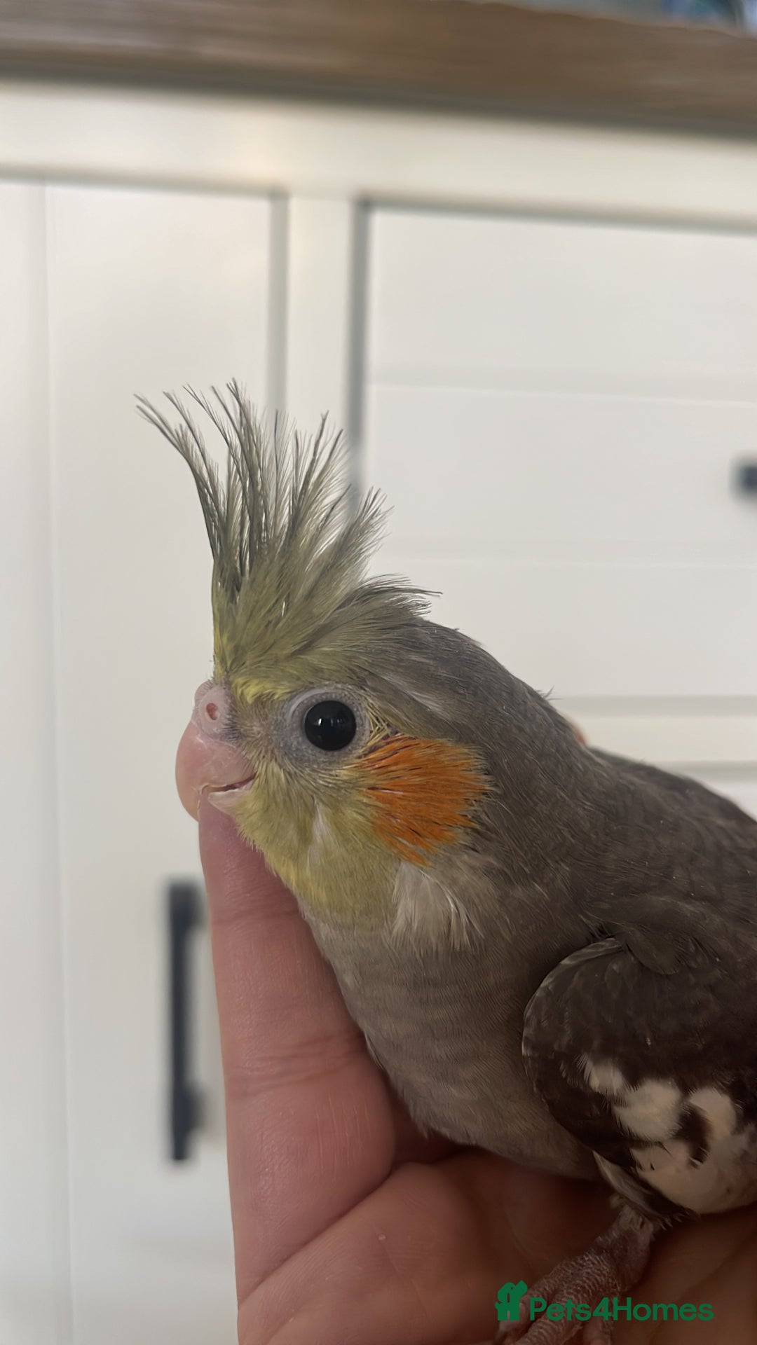 Cockatiels birds for sale: Hand reared cockatiel very friendly  - Image 4