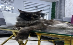 Maine Coon cats for sale: Maine Coon  - Image 6