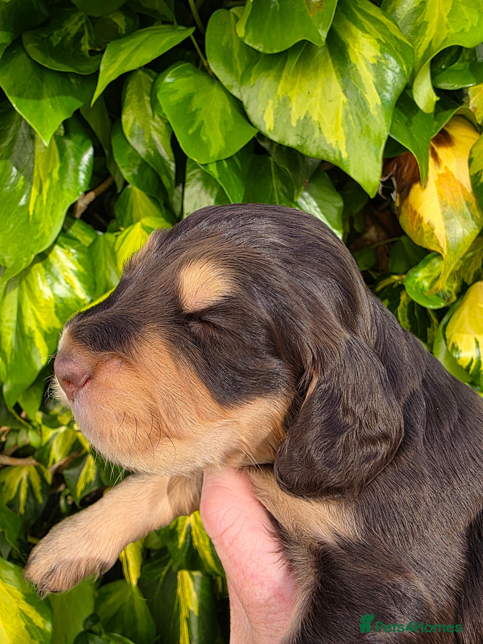 Cocker Spaniel dogs for sale: Black and chocolate tan point cockers  - Advert 19