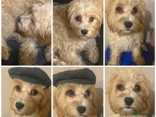 Cavapoo dogs Top quality DNA clear Inc BVA Eyes/Heart - Advert 8