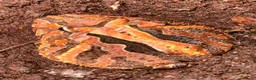 Frog reptiles for sale: Cat geckos and pacman frogs - Advert 1