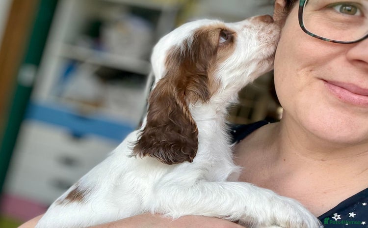 Cocker Spaniel dogs - Advert 6