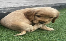Cocker Spaniel dogs for sale: Show cockers for sale - Image 7