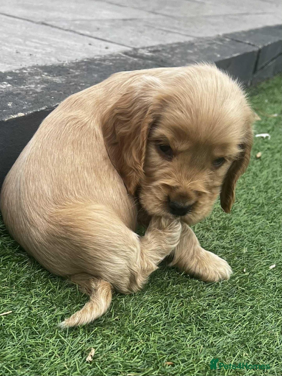 Cocker Spaniel dogs for sale: Show cockers for sale - Image 7