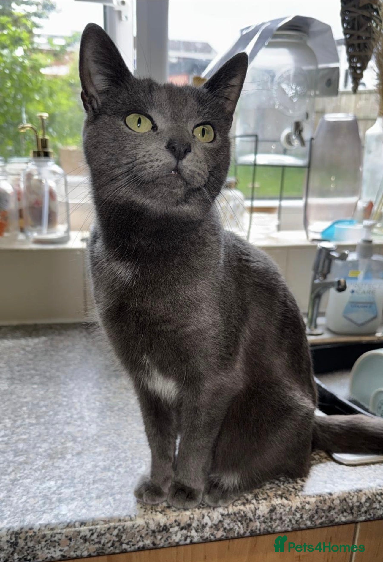 British Shorthair cats **** Beautiful Kittens**** - Advert 9