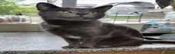 British Shorthair cats for sale: **** Beautiful Kittens**** - Advert 1