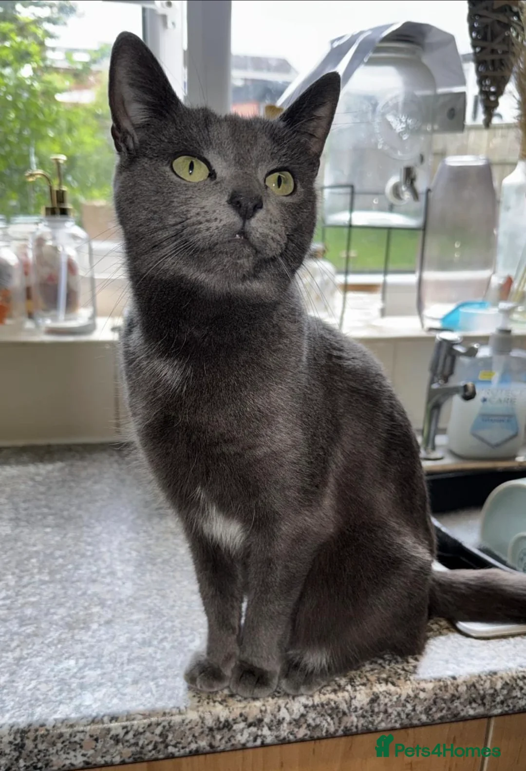 British Shorthair cats for sale: **** Beautiful Kittens**** - Advert 1