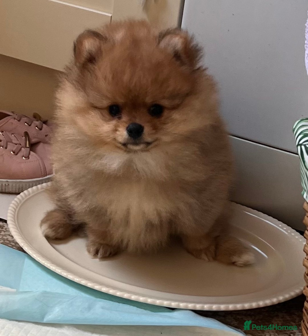 Pomeranian dogs for sale: Beautiful ** Pomeranian puppies  - Advert 21